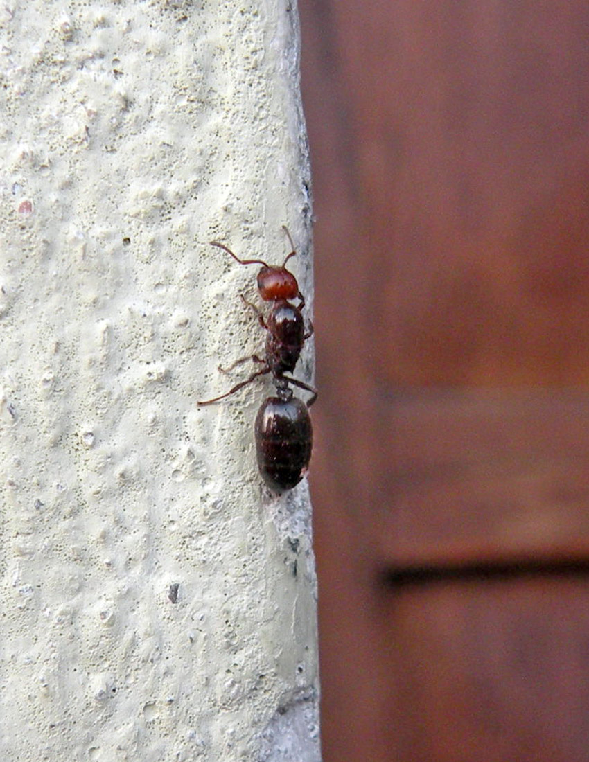 Formica davanti a casa: Regina di Crematogaster scutellaris